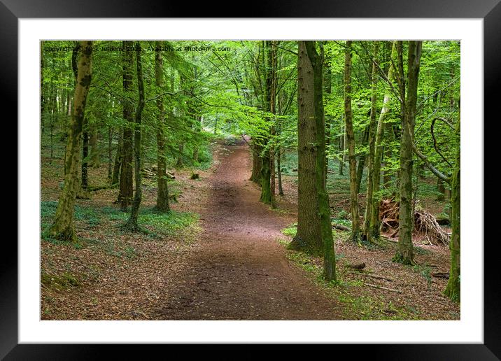 Fforest Fawr woodland area near Cardiff Framed Mounted Print by Nick Jenkins