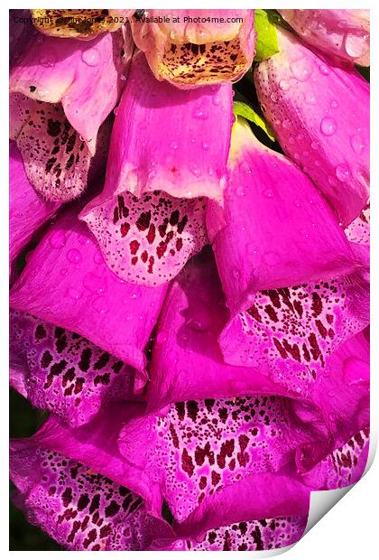 Foxglove after a shower of rain Print by Jim Jones