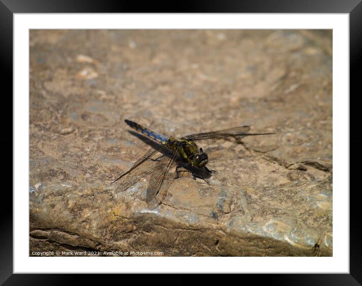 Dragonfly on a Rock Framed Mounted Print by Mark Ward
