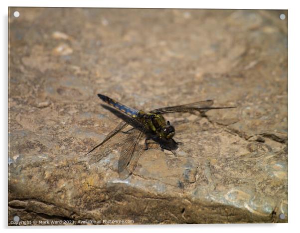 Dragonfly on a Rock Acrylic by Mark Ward