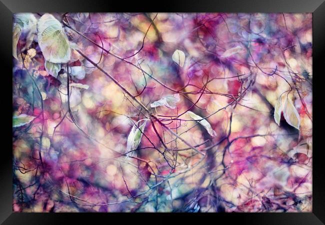 Autumn Rainbow Framed Print by Sharon Johnstone