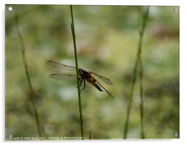 Dragonfly on a stem Acrylic by Mark Ward