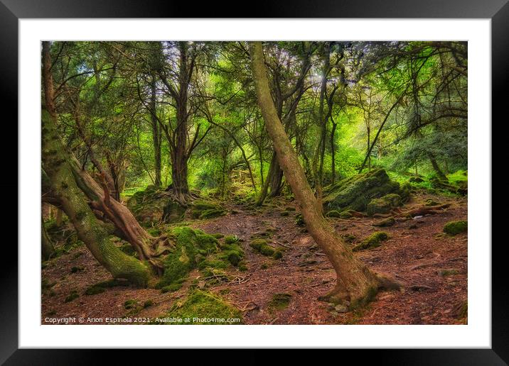The ancient Bathampton woods, England  Framed Mounted Print by Arion Espinola