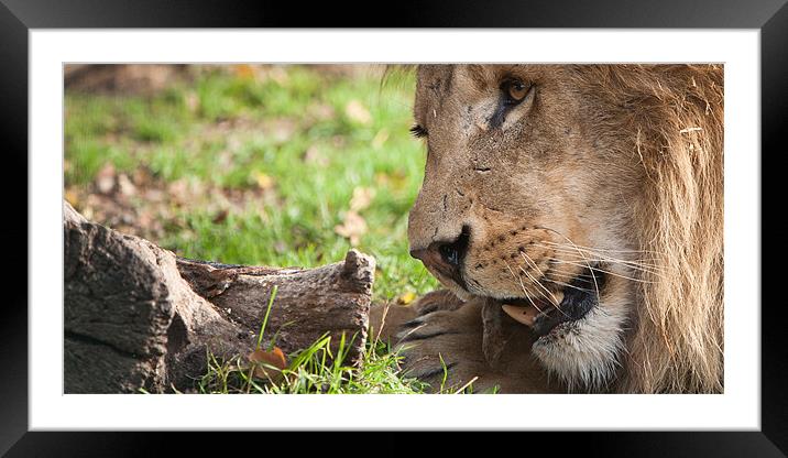 Lion Feeding Time Framed Mounted Print by Simon Wrigglesworth