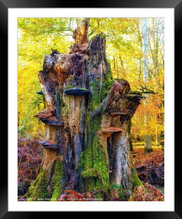 Dead oak from Savernake Forest, England   Framed Mounted Print by Arion Espinola