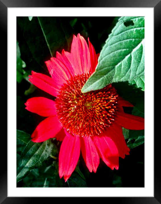 Pink Daisy  Framed Mounted Print by Stephanie Moore