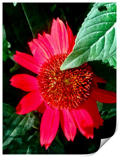 Pink Daisy  Print by Stephanie Moore