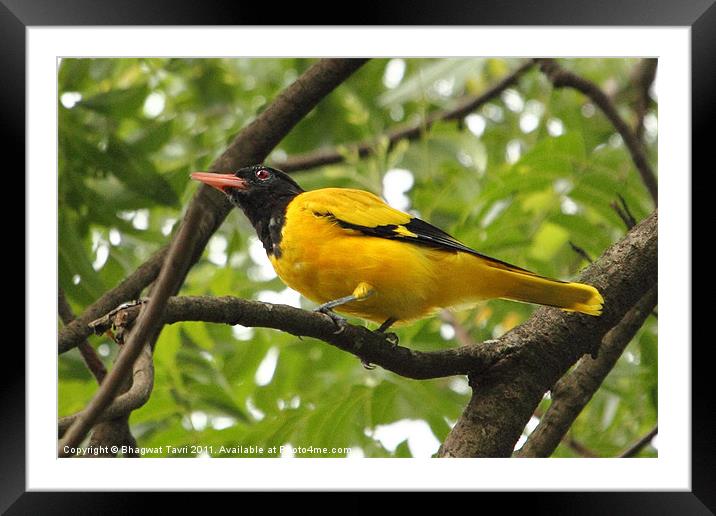 Black-hooded Oriole Framed Mounted Print by Bhagwat Tavri
