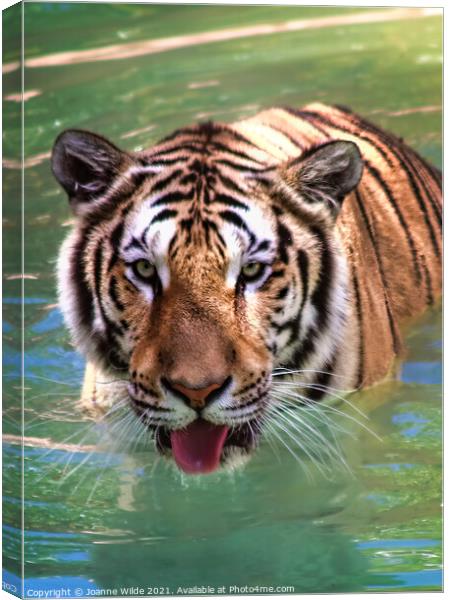 Tiger  Canvas Print by Joanne Wilde