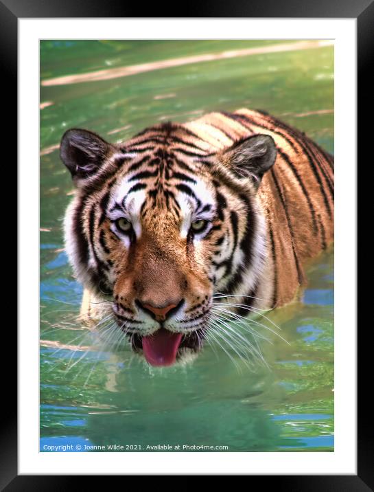 Tiger  Framed Mounted Print by Joanne Wilde
