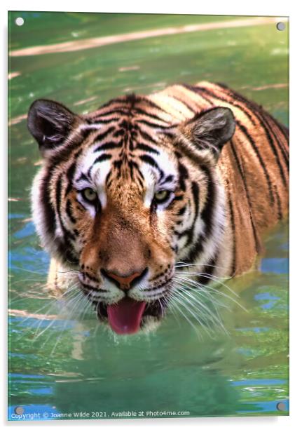 Tiger  Acrylic by Joanne Wilde