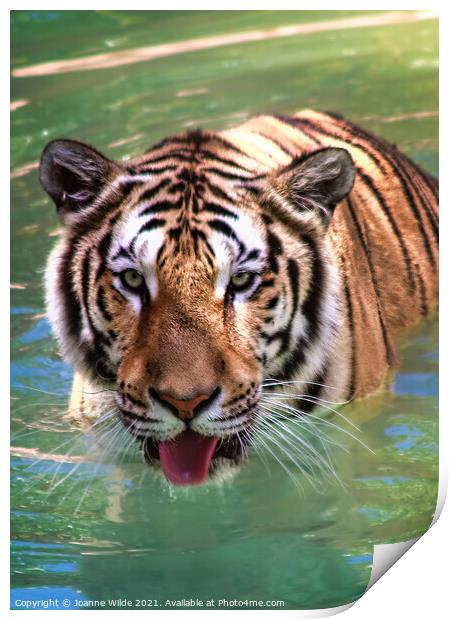 Tiger  Print by Joanne Wilde