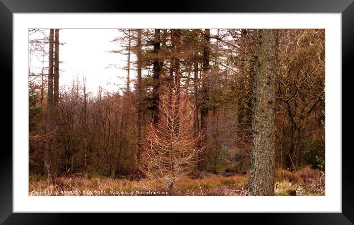 Cropton Forest Framed Mounted Print by BARBARA RAW