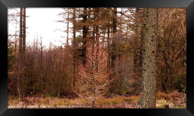 Cropton Forest Framed Print by BARBARA RAW