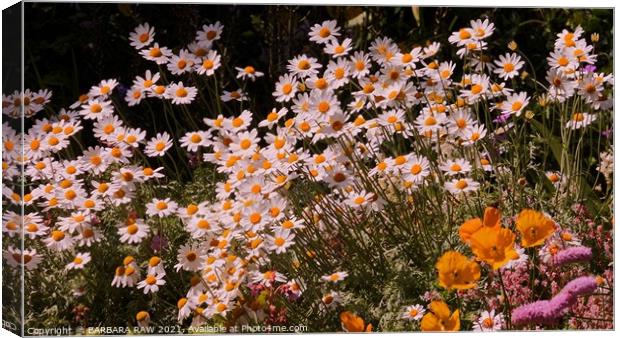 Ox Eyed Daisies Canvas Print by BARBARA RAW