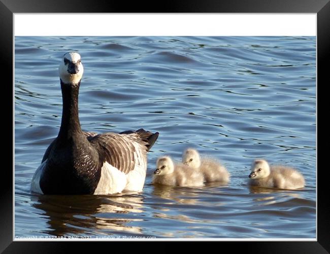 Barnacle Geese Family Framed Print by BARBARA RAW
