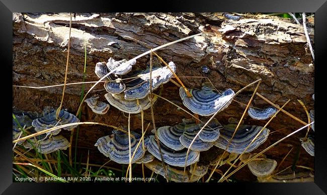 Dinner Plate Fungi Framed Print by BARBARA RAW