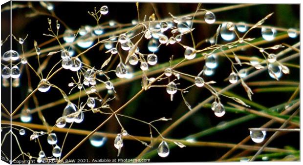 Heavy Dew Canvas Print by BARBARA RAW