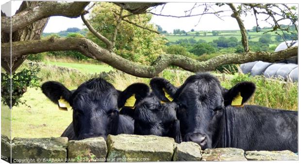 A Nosey Trio Of Cattle Canvas Print by BARBARA RAW