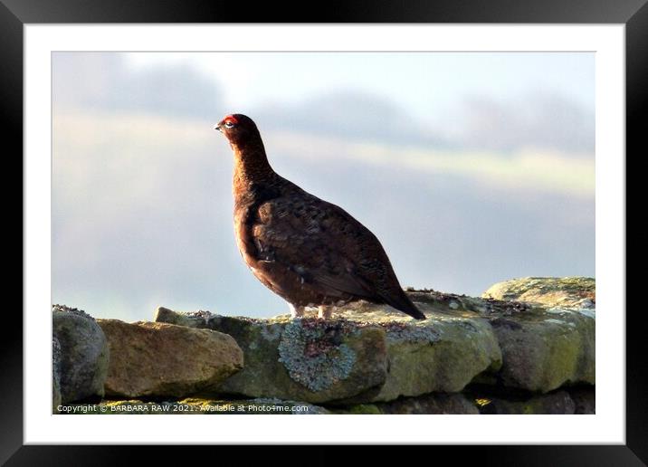 Red Grouse Framed Mounted Print by BARBARA RAW