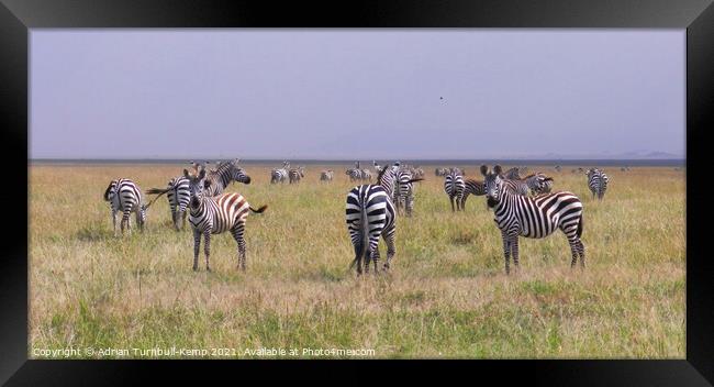 A herd of wandering Grant's zebra  Framed Print by Adrian Turnbull-Kemp