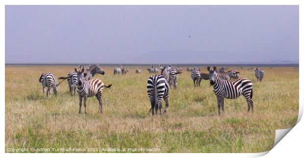 A herd of wandering Grant's zebra  Print by Adrian Turnbull-Kemp