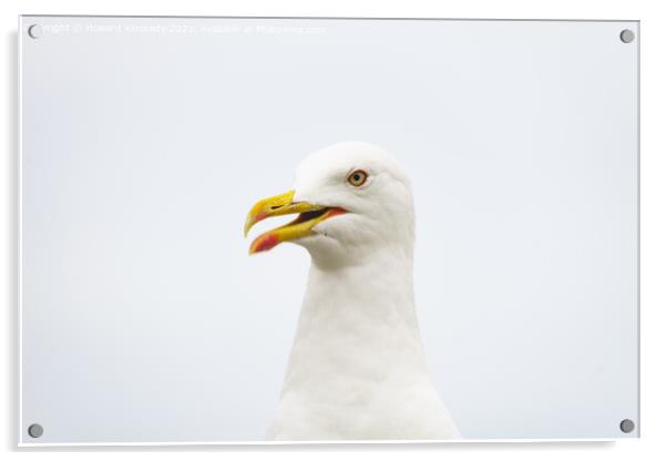 Lesser Black-Backed Gull Acrylic by Howard Kennedy
