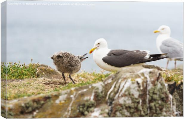 Lesser Black-Backed Gull with chick Canvas Print by Howard Kennedy