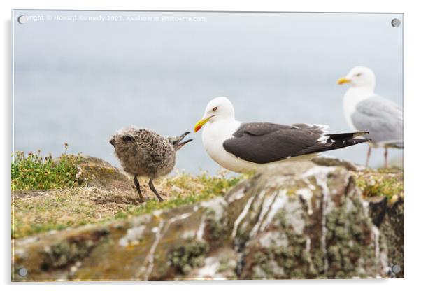 Lesser Black-Backed Gull with chick Acrylic by Howard Kennedy