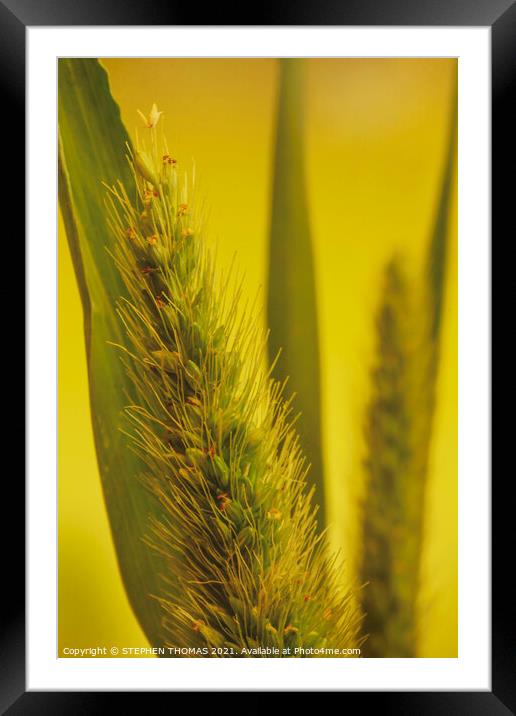 Timothy Macro Framed Mounted Print by STEPHEN THOMAS