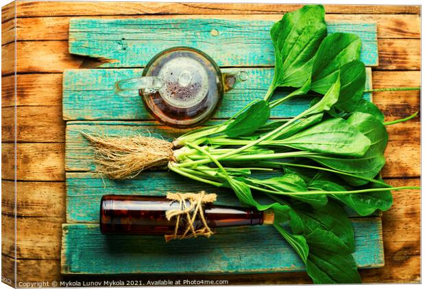 Plantain in herbal medicine,homeopathic herbs Canvas Print by Mykola Lunov Mykola