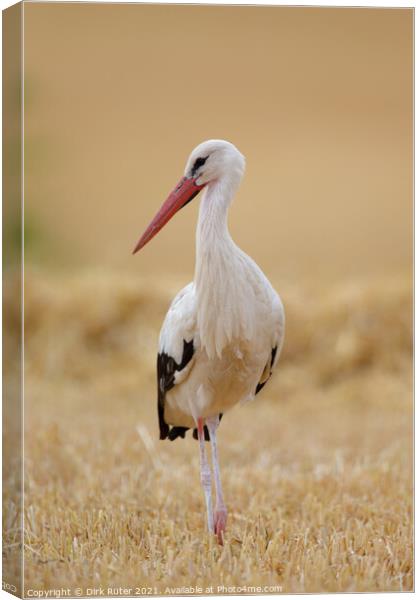White Stork (Ciconia ciconia) Canvas Print by Dirk Rüter