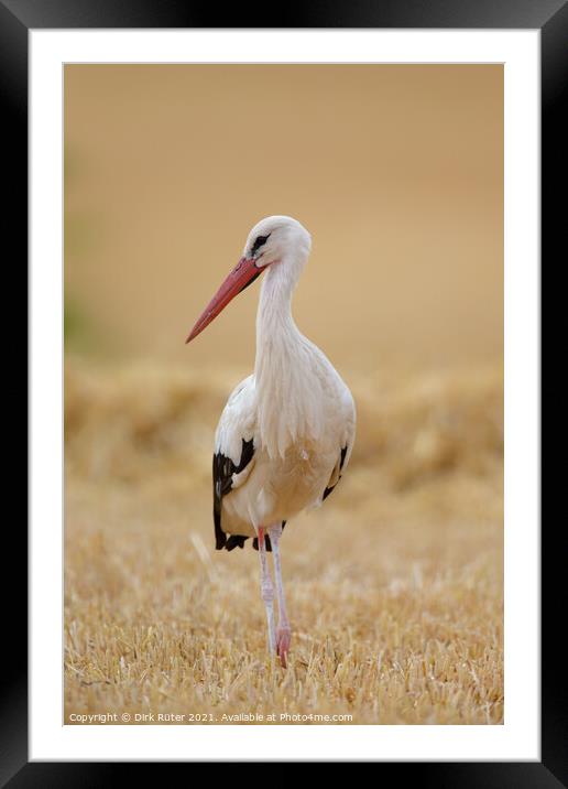White Stork (Ciconia ciconia) Framed Mounted Print by Dirk Rüter