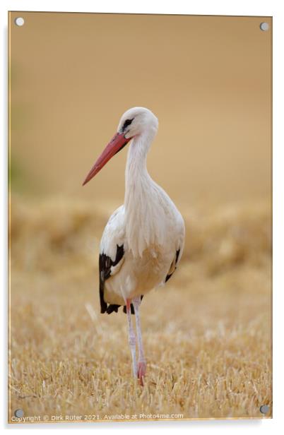 White Stork (Ciconia ciconia) Acrylic by Dirk Rüter