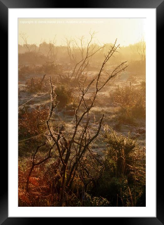 Misty morning in The New Forest Framed Mounted Print by Derek Daniel