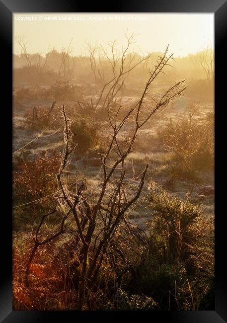 Misty morning in The New Forest Framed Print by Derek Daniel