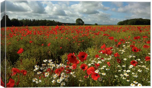 Cotswold Poppies Canvas Print by Simon Johnson