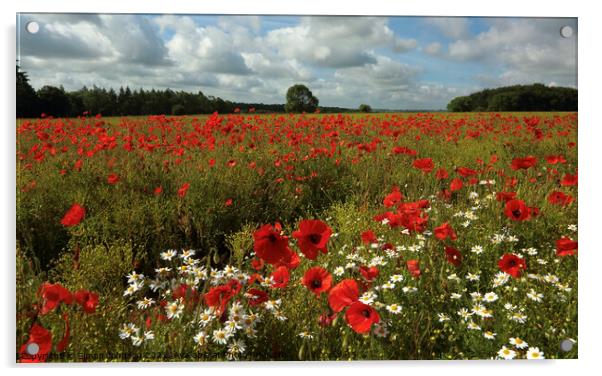 Cotswold Poppies Acrylic by Simon Johnson