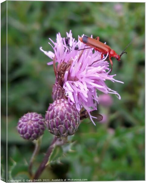 Common Red Soldier Beetle - Rhagonycha fulva Canvas Print by GJS Photography Artist