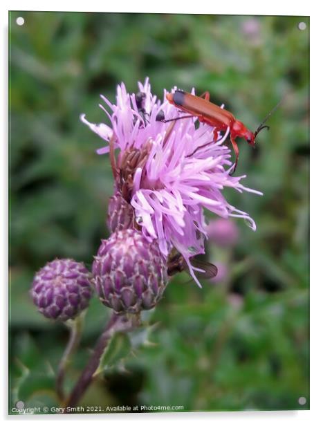 Common Red Soldier Beetle - Rhagonycha fulva Acrylic by GJS Photography Artist