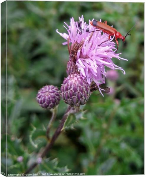 Common Red Soldier Beetle - Rhagonycha fulva  Canvas Print by GJS Photography Artist