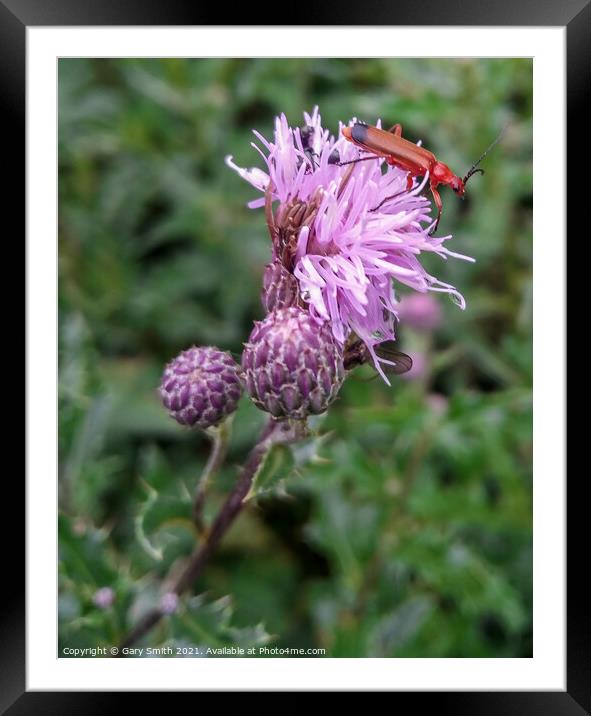 Common Red Soldier Beetle - Rhagonycha fulva  Framed Mounted Print by GJS Photography Artist