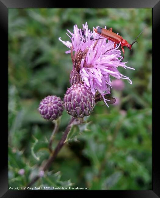 Common Red Soldier Beetle - Rhagonycha fulva  Framed Print by GJS Photography Artist