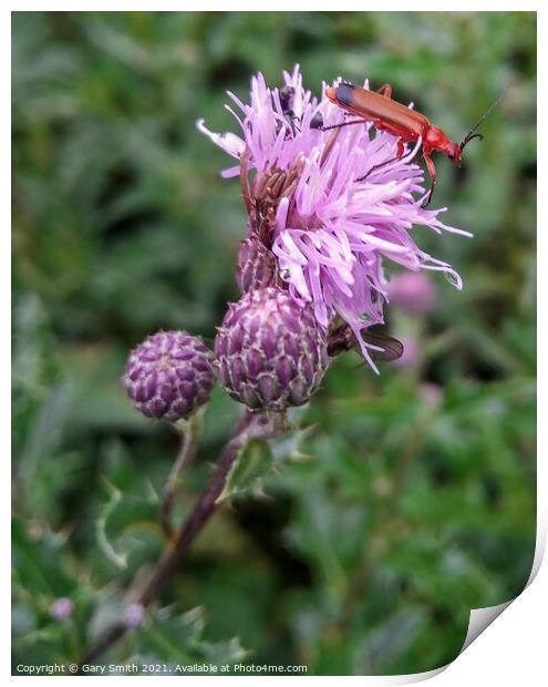 Common Red Soldier Beetle - Rhagonycha fulva  Print by GJS Photography Artist