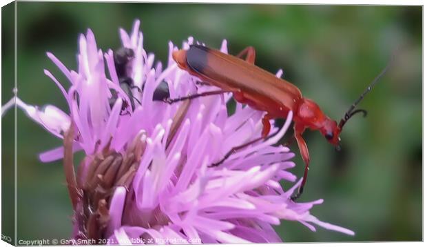 Common Red Soldier Beetle - Rhagonycha fulva Canvas Print by GJS Photography Artist