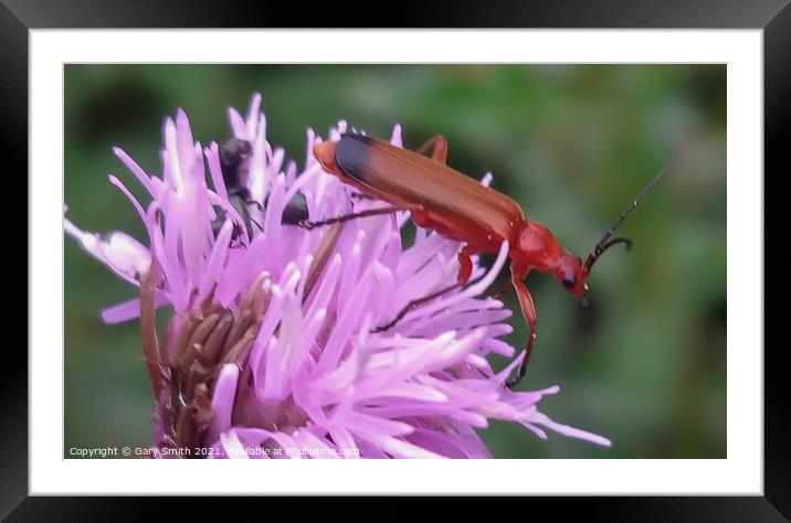 Common Red Soldier Beetle - Rhagonycha fulva Framed Mounted Print by GJS Photography Artist