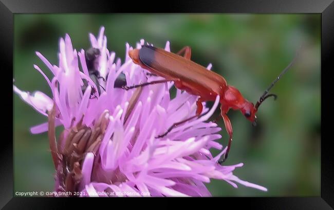 Common Red Soldier Beetle - Rhagonycha fulva Framed Print by GJS Photography Artist