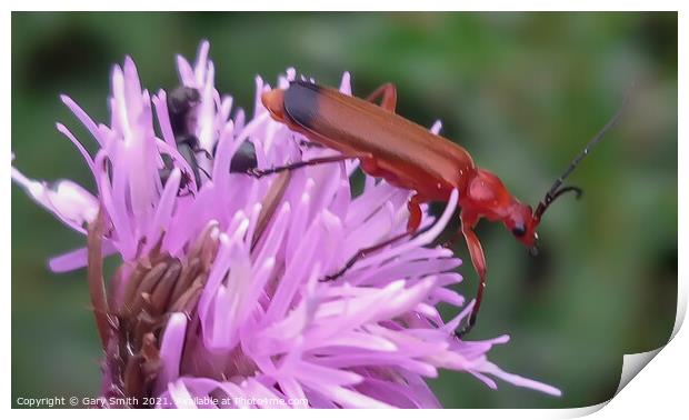 Common Red Soldier Beetle - Rhagonycha fulva Print by GJS Photography Artist