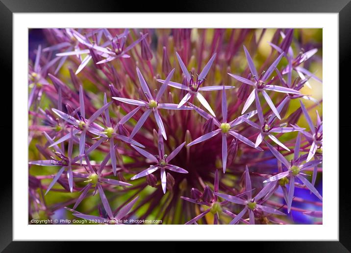 Blooming Alium Framed Mounted Print by Philip Gough