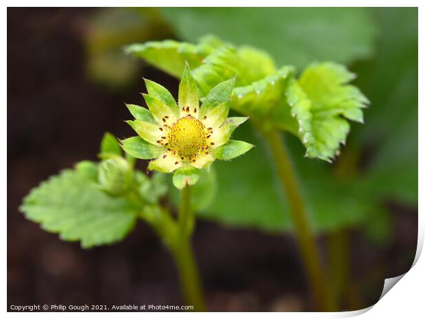 Strawberry Blossom in bloom Print by Philip Gough